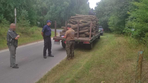 policjant  i strażnik leśny kontrolują dokumentu dotyczące przewożonego drewna