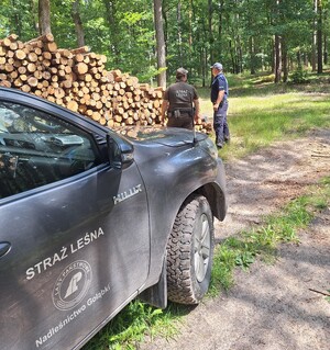 policjant i  strażnik stoją obok pryzmy z drewnem